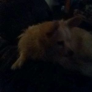 Meet your Posher, Diana